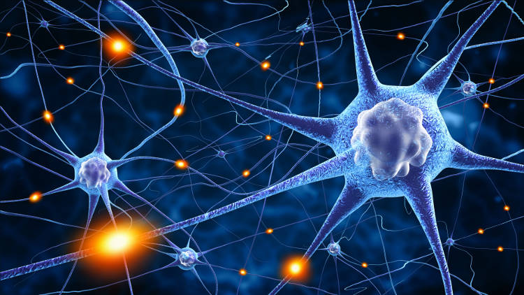 l'intelligence artificielle AI a une structure identique à celle des neurones humains