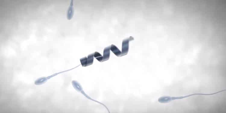 Un exosquelette pour booster les spermatozoïdes fatigués