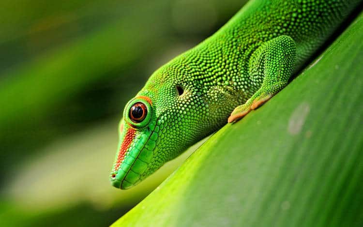 Le biomimétisme ou le gecko qui inspire les robots