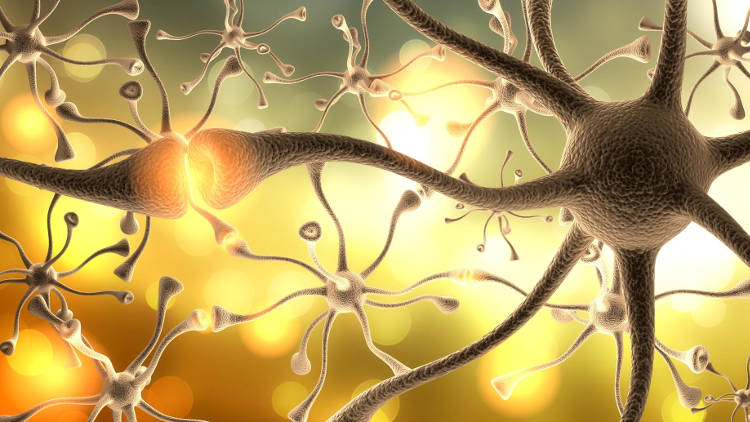 Des filets se connectent aux neurones pour leur donner les mêmes facultés qu’une intelligence artificielle