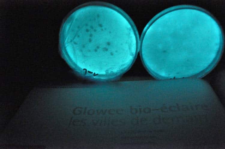 la culture d'organisme bioluminescents