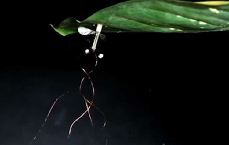 Des mini-drones se collent au plafond grâce à l’électricité statique