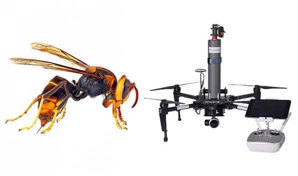 un drone contre le frelon asiatique