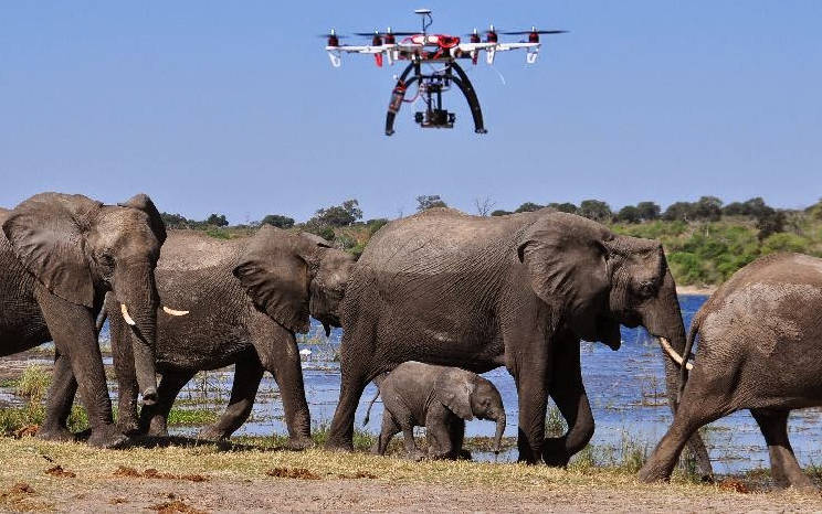 Les drones pour protéger la faune en voie de disparition