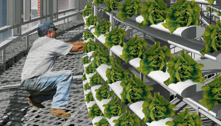 Dans la ville du futur : des fermes urbaines produisent nos salades automatiquement