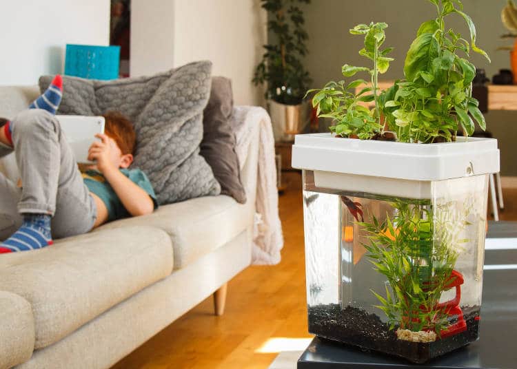 citizenfarm : une start up de la french tech qui fait de l'aquaponie