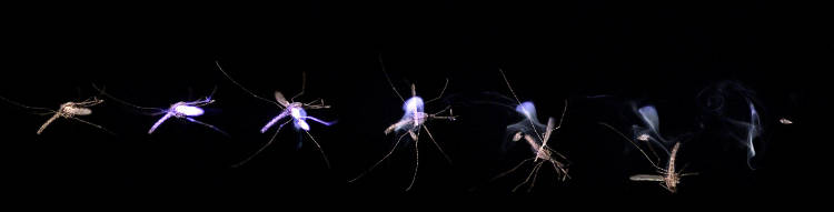 barrière anti moutique laser Une intelligence artificielle de reconnaissance d’images pour identifier l’insecte