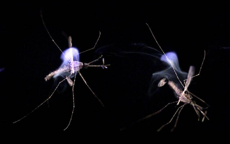 Un laser-tueur ultra sélectif (qui tue uniquement… Les moustiques !)