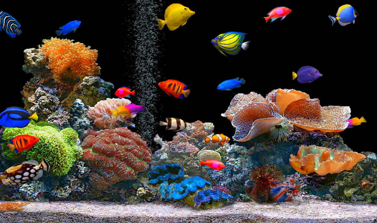 L’aquarium connecté pour assurer le bien-être de vos poissons