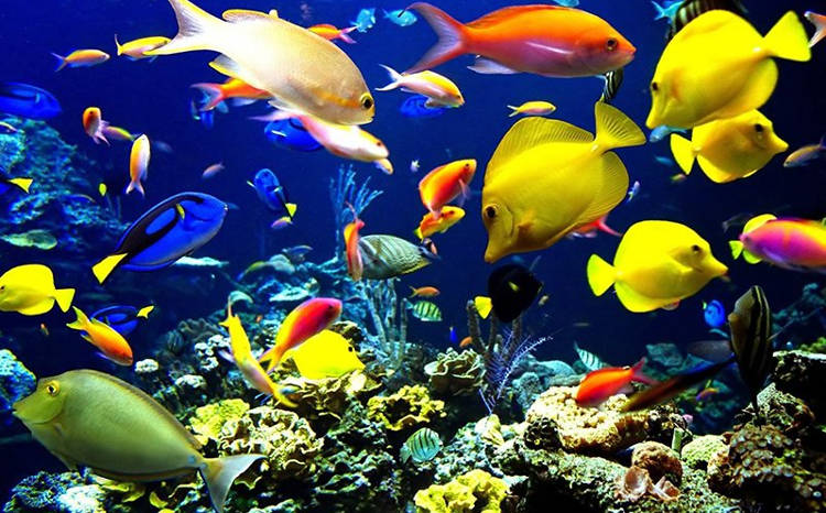 Pour le bien-être de vos poissons ou pour un écosystème complet dans votre salon, adoptez un aquarium connecté !