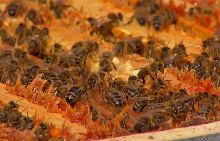 Hostabee, la ruche connectée soutenue par Google et l’UE