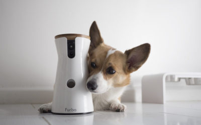 Pet Tech’ : des caméras connectées pour interagir à distance avec vos animaux