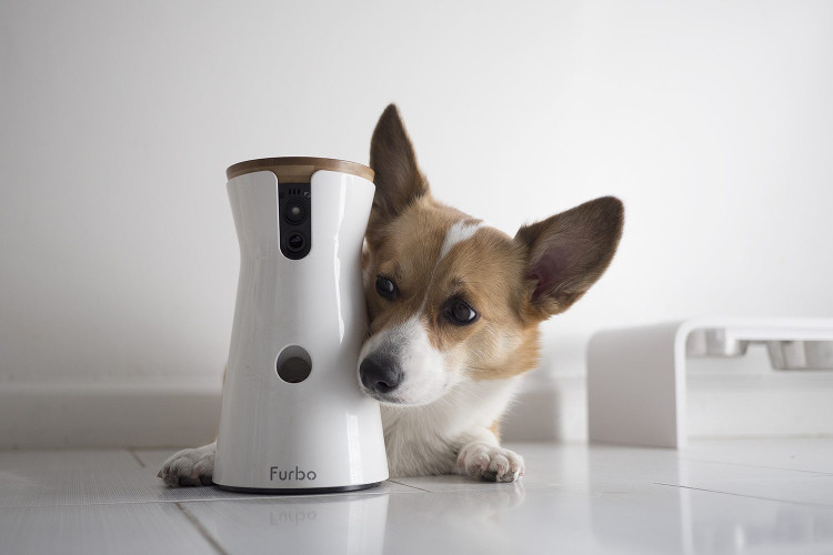 Pet Tech’ : des caméras connectées pour interagir à distance avec vos animaux