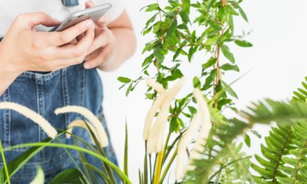 La prévention des maladies des plantes grâce aux capteurs connectés